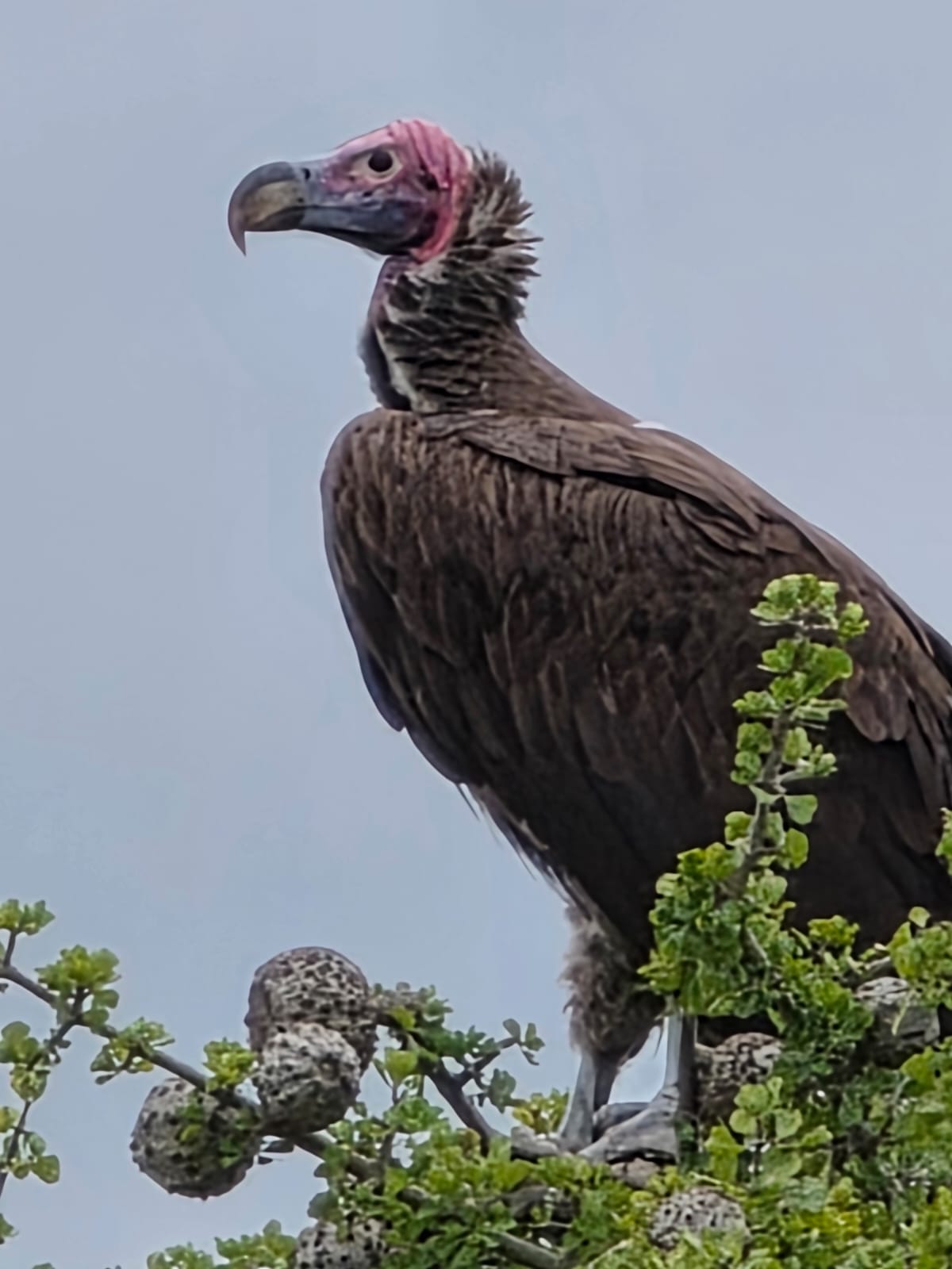 What to Do When Travel Goes Wrong